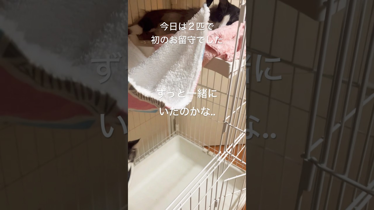 【観察記録】再会8日目#親子猫#母猫 #ノルウェージャンフォレストキャット #お留守番 #猫トイレ