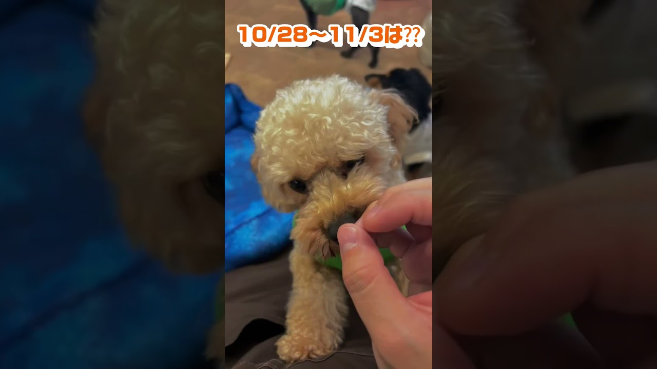 【里親募集中】遊ぶティムくん！　#dog #楽しい #fyp