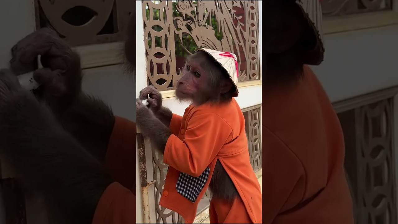 😒Oh no ! CUTIS having trouble with the new gate#cutis #babymonkeycutis #shortvideo