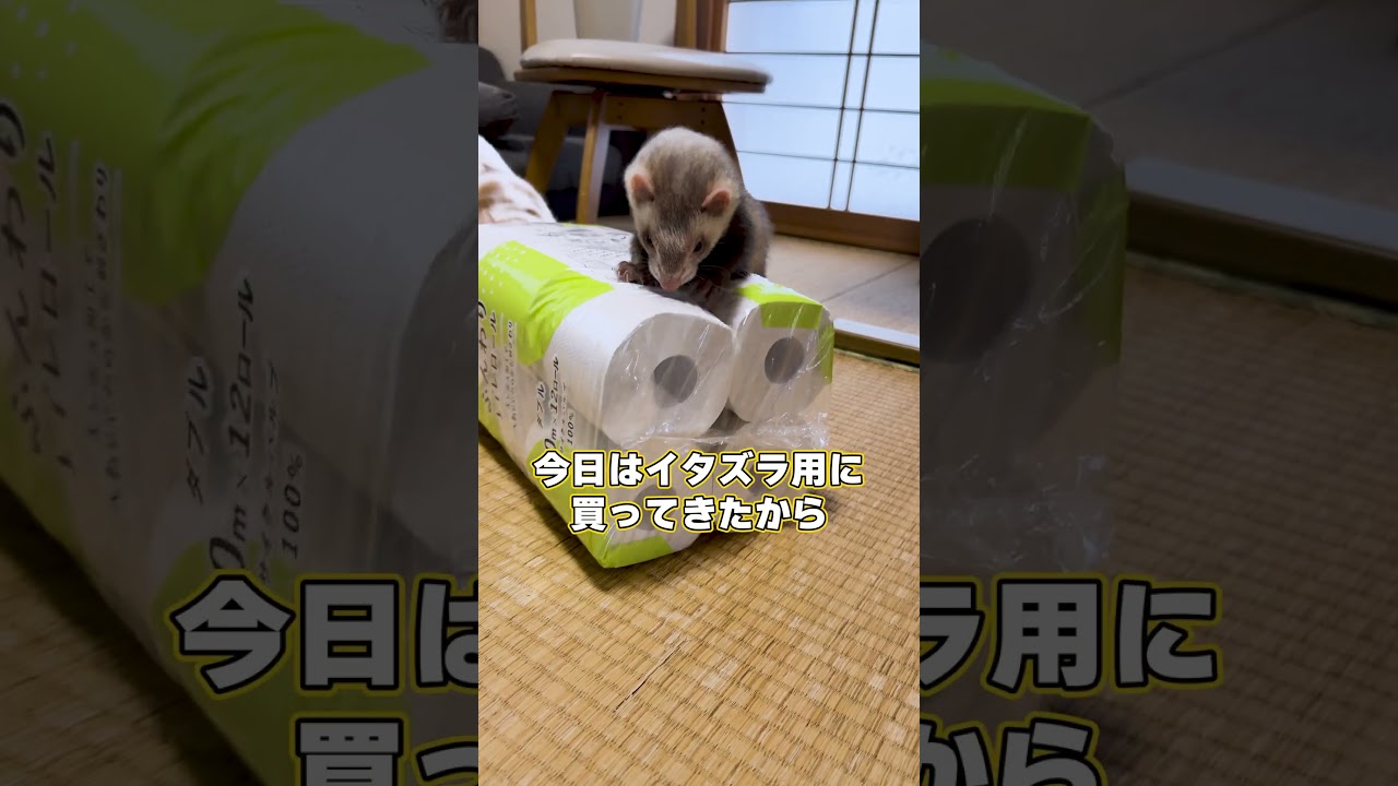 ハロウィンって事で、フェレットにイタズラさせてあげた　※音量注意