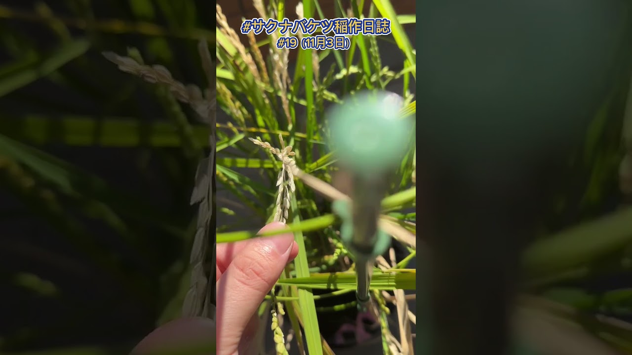 白穂、切ります。 #サクナバケツ稲作日誌 #天穂のサクナヒメ #米作り