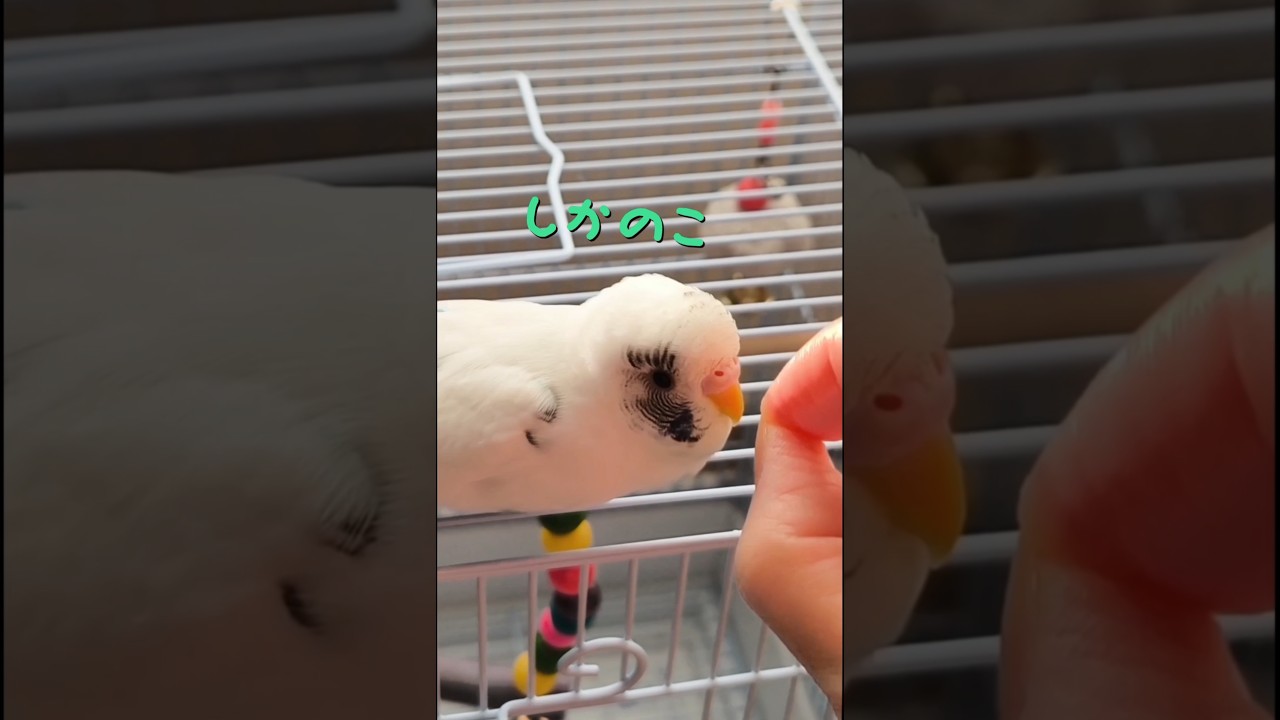 おこめちゃんの【しかのこのこのここしたんたん】Budgie impersonating　＃シカ色デイズ＃しかのこのこのここしたんたん＃モノマネ＃おしゃべりインコ #手乗り #birds