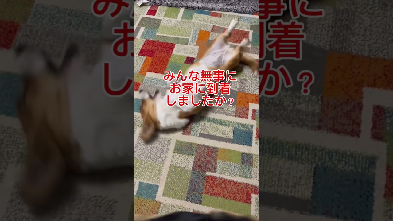 ただいま#無事 #帰還 #コーギーフェスティバル #コギフェス #奈良コーギーズ #走り屋組