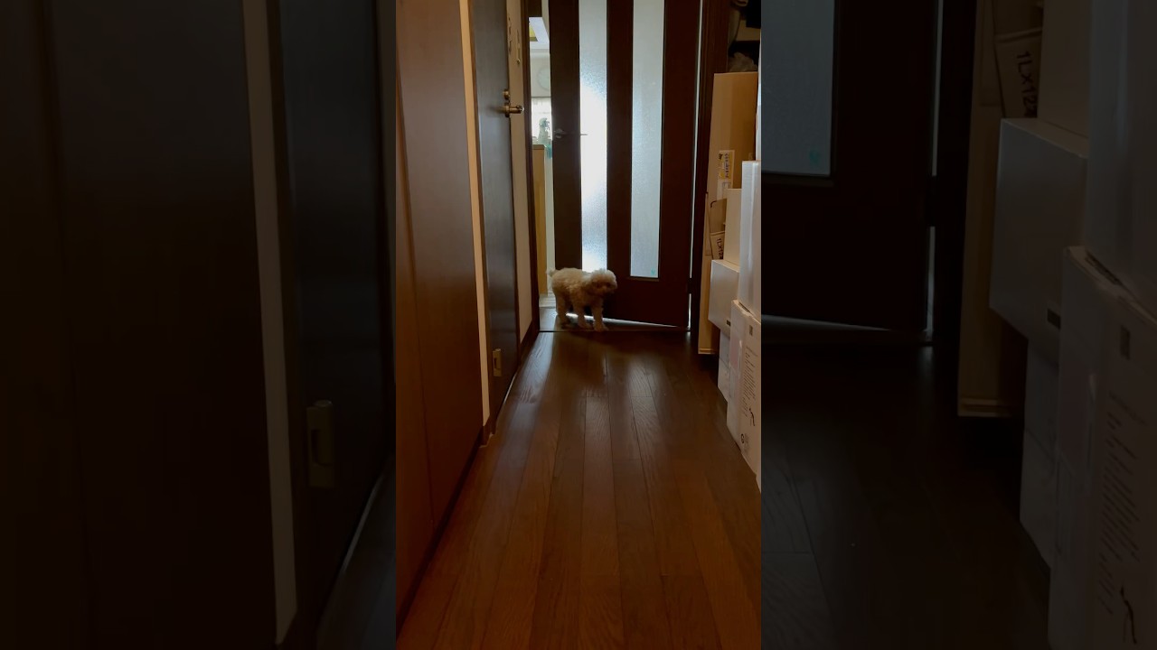 今日の【おかえり】ただいまクッキーさん#メリークリスマス#トイプードル#かわいい #dog#cute #Hund#süß #कुत्ता#प्यारा #anjing#imut # 개 # 귀여운