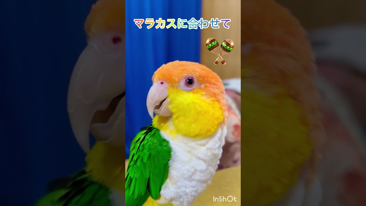シロハラインコ華ちゃん🐥（おかえり…💕👨‍💼🪇🎤🍊😋）