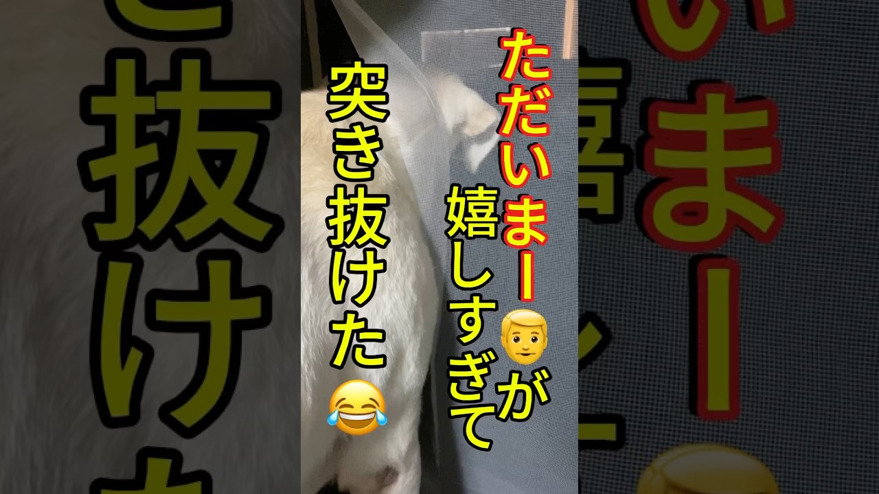 【ただいまー‼️👨】が嬉しすぎて網戸を突き抜けたラム Lum was so happy that she burst out a net when Dad came home.