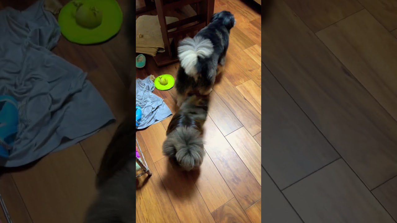 【熱烈歓迎❤️‍🔥】散歩からただいま🐕おかえり🐶💕🎉#shorts #cute #いぬ #犬 #いぬのいる生活 #dog