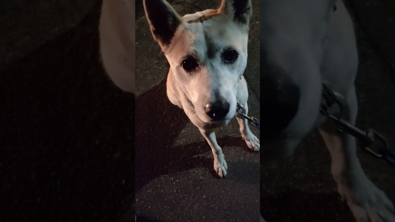 うちの犬　2024年11月11日　ただいま　おかえり