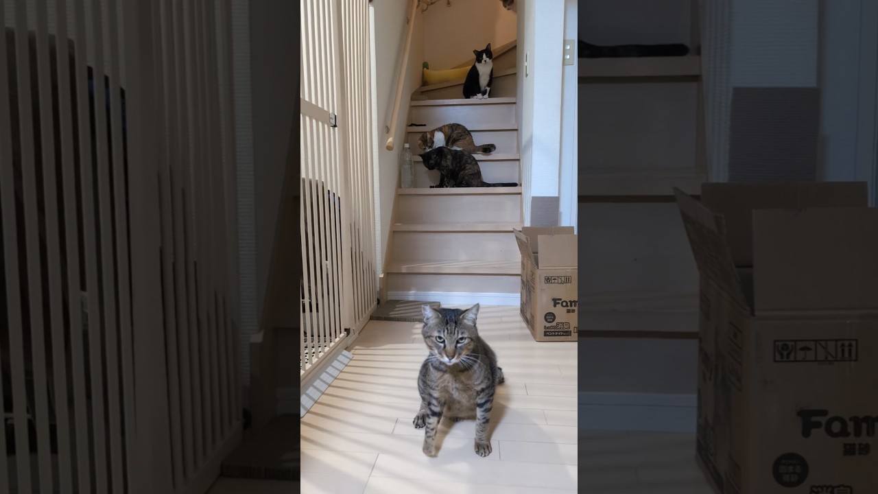 ただいま❤︎  #おかえり #猫のいる暮らし #保護猫 #愛猫 #多頭飼い