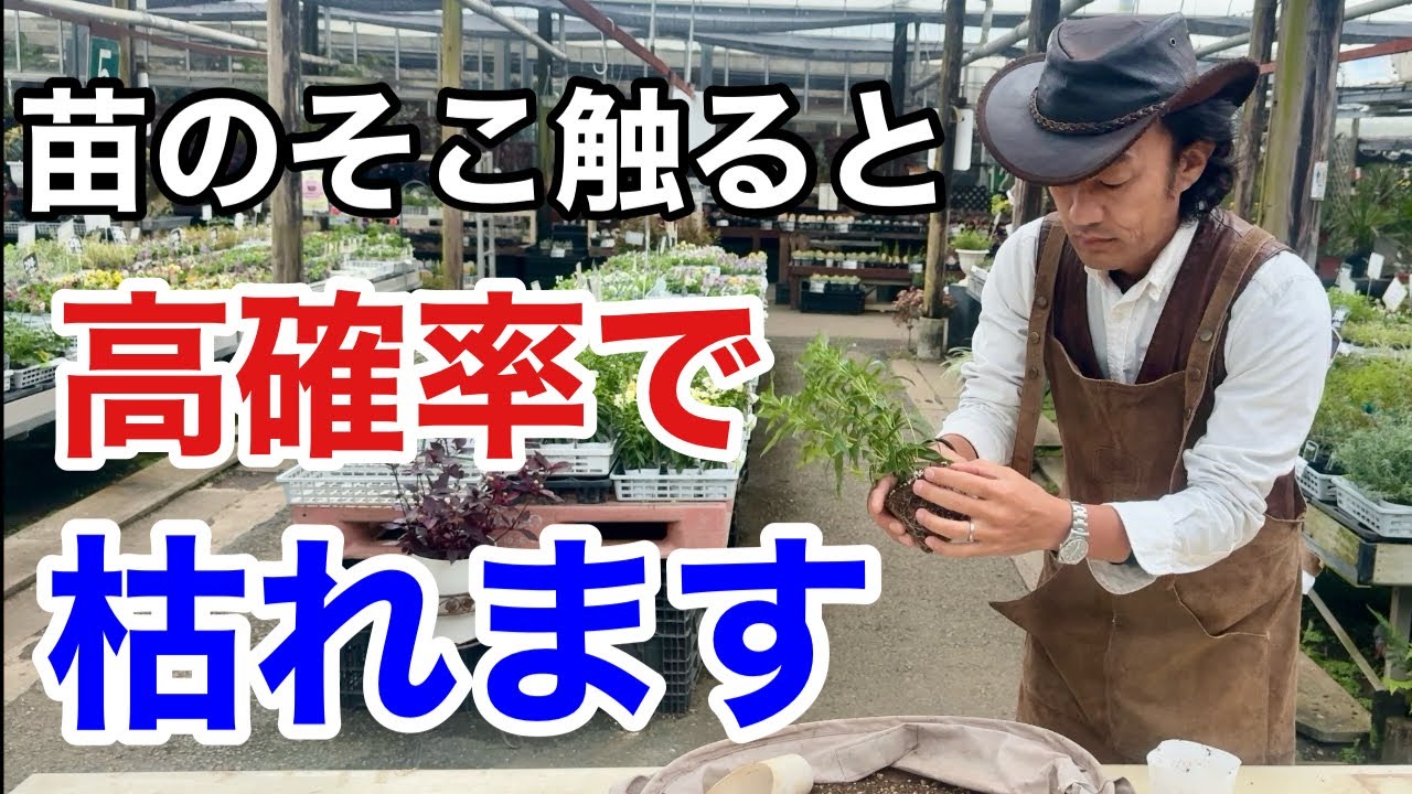 【ちょっと待った】実はその植え付け方間違ってます　          【カーメン君】【園芸】【ガーデニング】【初心者】