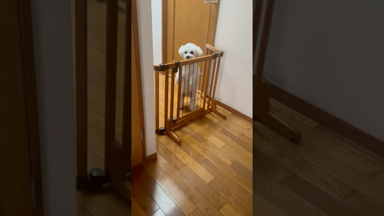 ただいまとおかえり #shorts  #dog