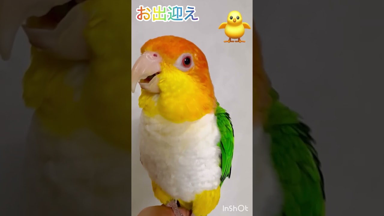 シロハラインコ華ちゃん🐥（ただいま❣️👨‍💼おかえり❣️💕）