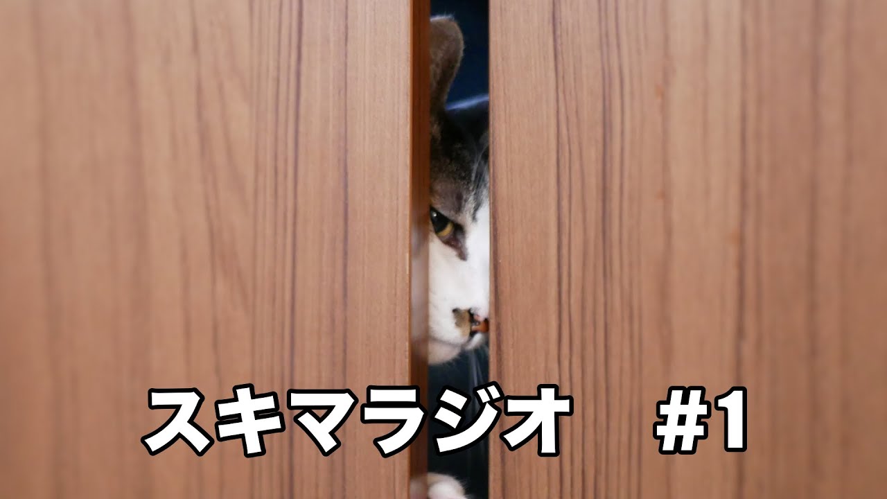 スキマラジオ＃1 このチャンネルのファン/チャリパンク/響けユーフォニアムが響いた件/M-1準々決勝前日/家村とサウナ後の夜なんば徘徊