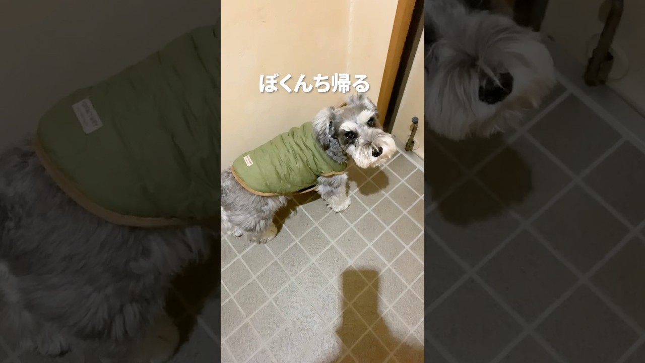 【お出迎え】ミニシュナぺーちゃん おじいちゃん家にお泊まり　#shorts