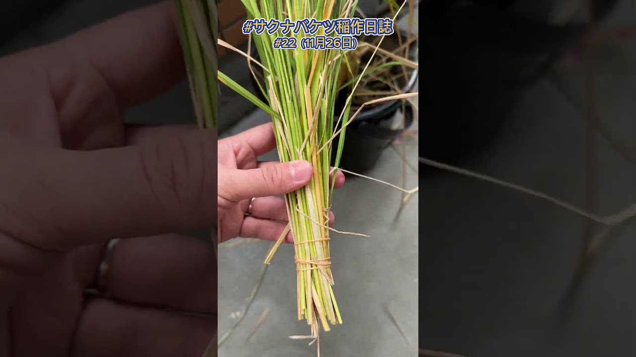 ついに、刈り取る！ #サクナバケツ稲作日誌 #天穂のサクナヒメ #米作り