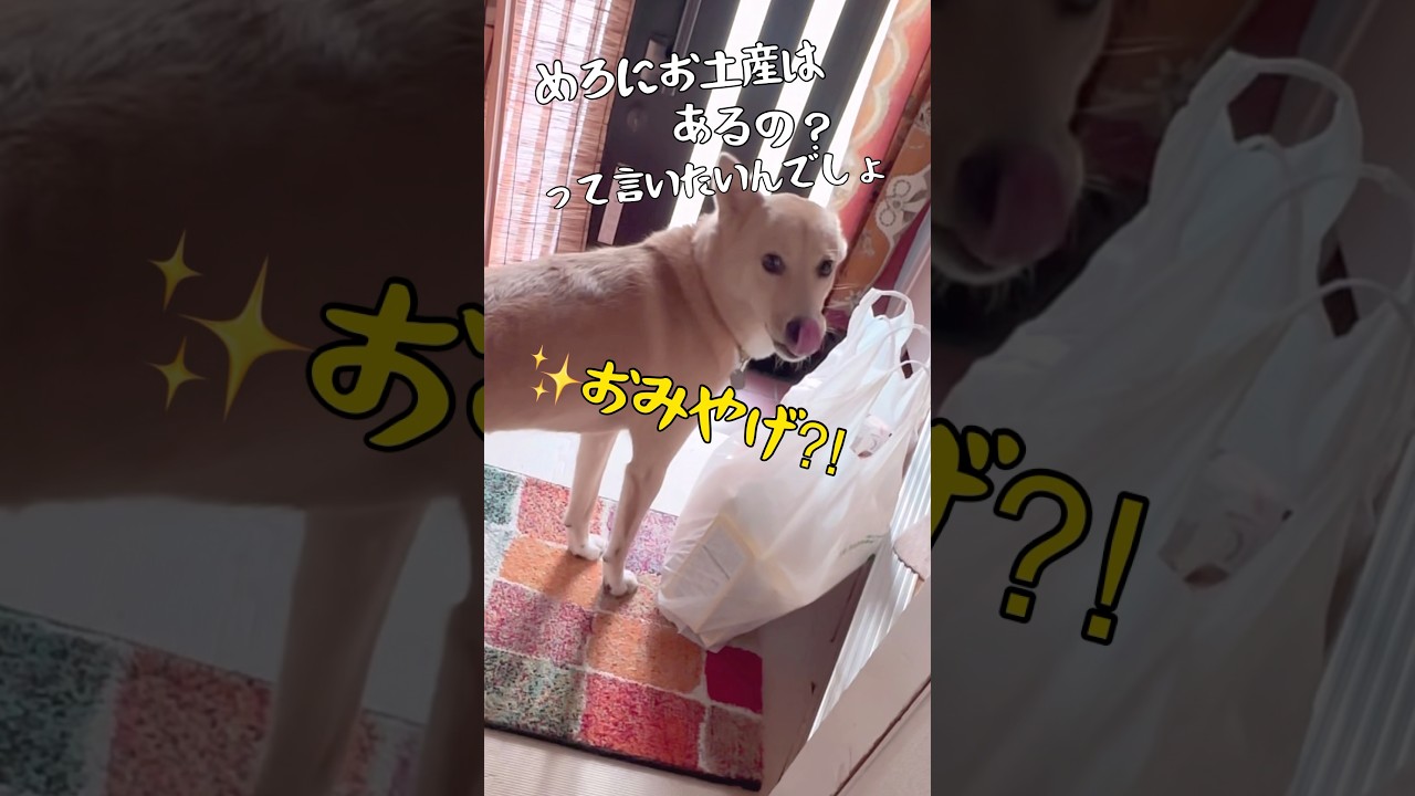 ＃塩対応からの#ただいまとおかえり＃お土産を待ってる#保護犬と暮らす