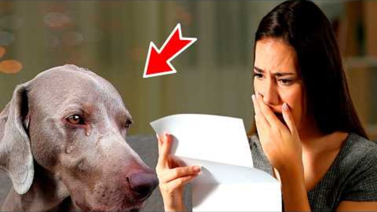 隣家の犬がメモを持ってきた。 女性はそれを読んで警察に通報した！