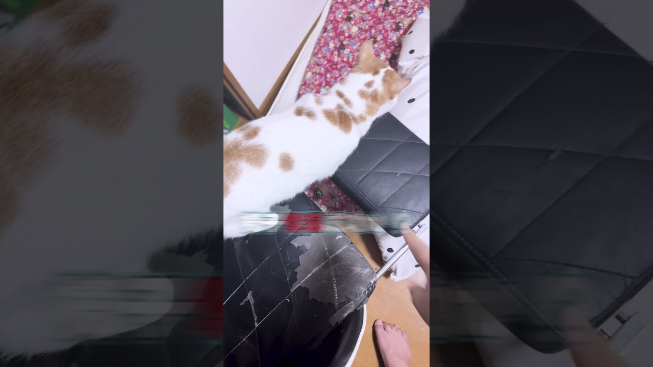 猫と旦那の椅子取り合戦　返してくれよぉ俺のイス～