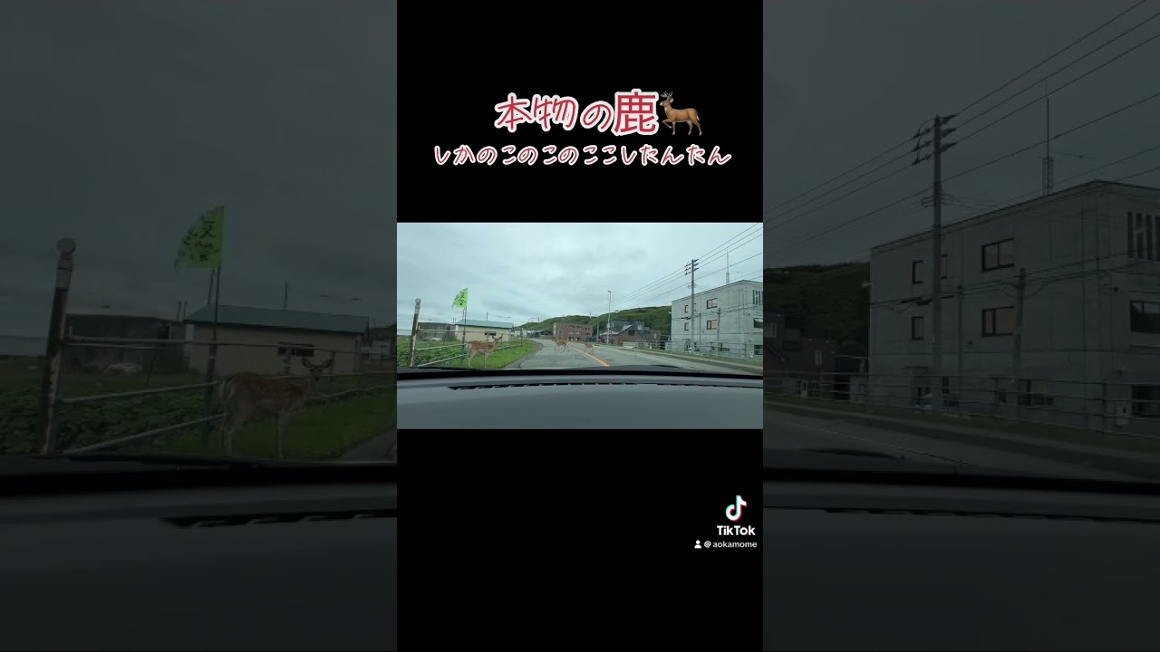 本物の🦌しかのこのこのここしたんたん 北海道稚内市
