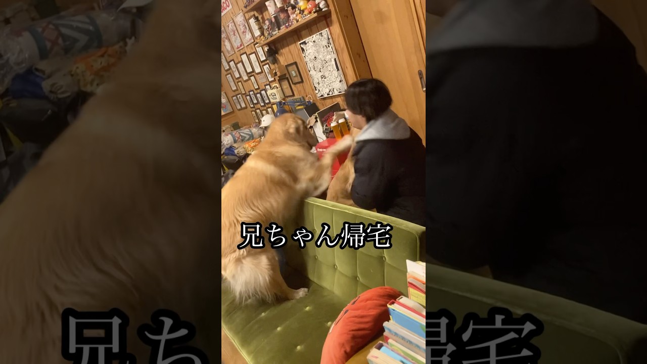 ゴールデンレトリバーBOSS&LUNAただいまおかえりの図🐶