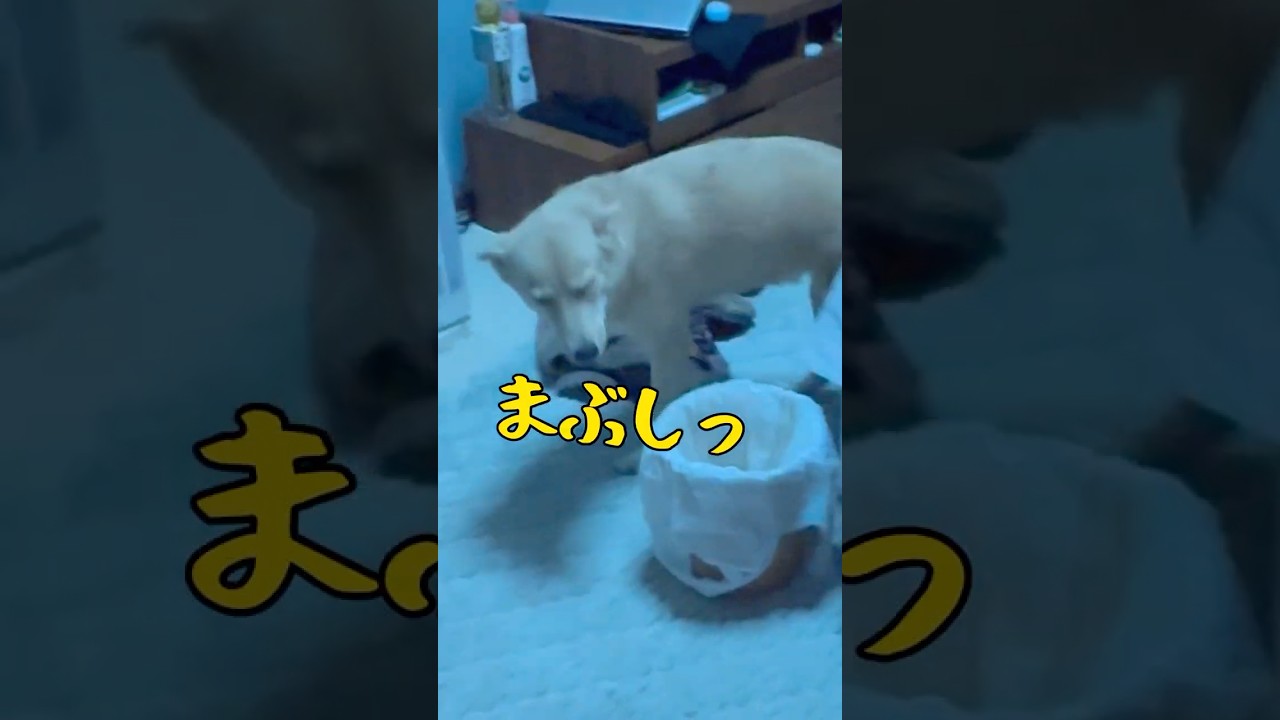 #待っている犬#ただいまとおかえり#日の落ちる時間#保護犬と暮らす