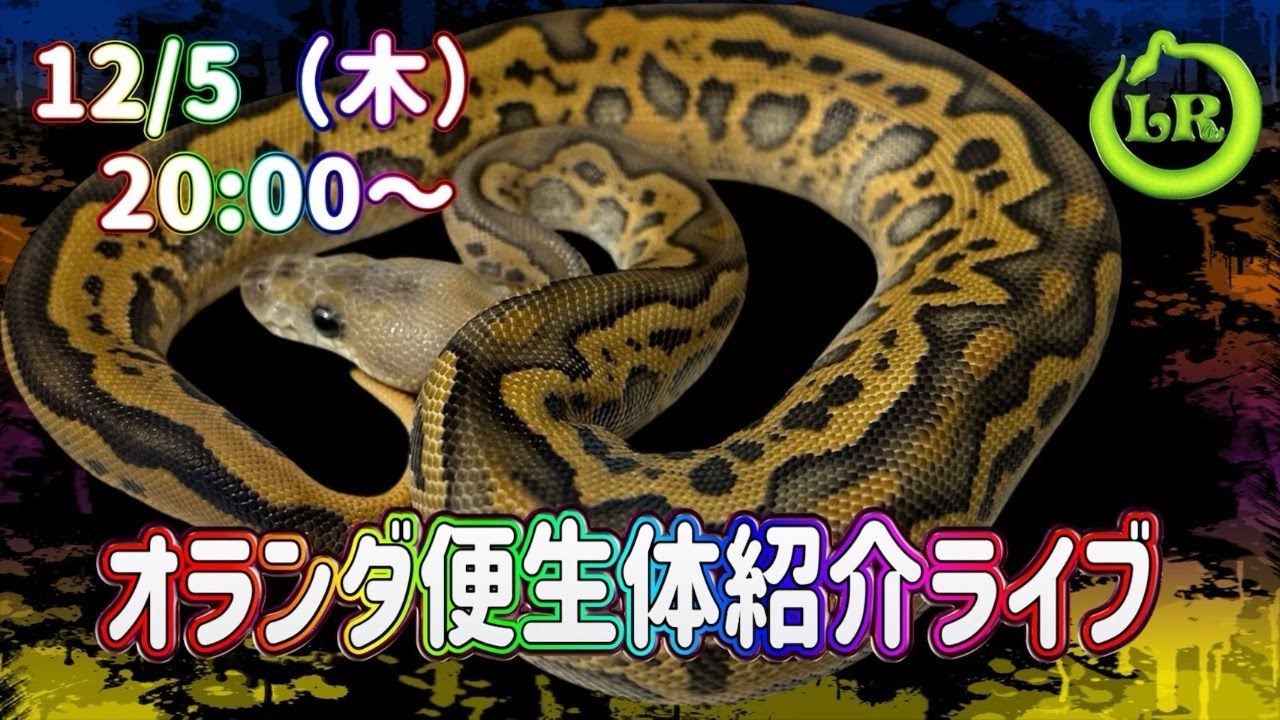 オランダ便&LRCB紹介🎶