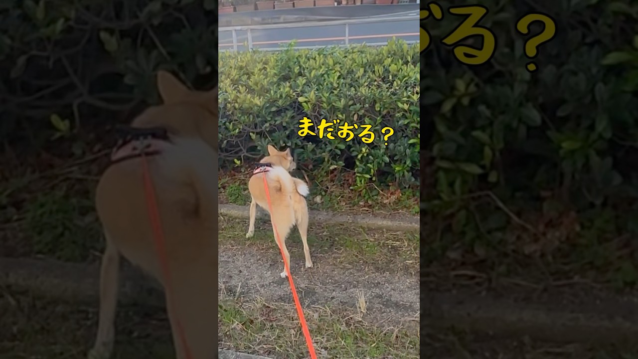 #気が付かなかったこと#見送る犬#まゆげのある犬#ただいまとおかえり#保護犬と暮らす #雑種