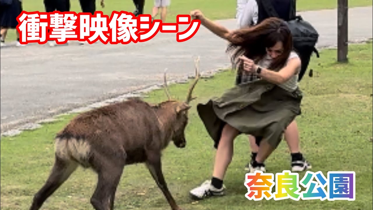 衝撃映像シーン🦌奈良公園