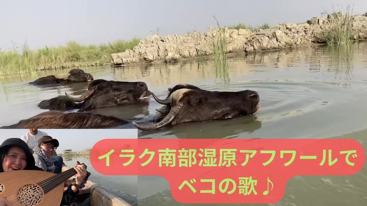 イラク南部湿原アフワールで水牛にベコの歌（طلعت يا محلا نورها-Talaat Ya Mahla Nourha）でご挨拶！2024年5月31日أهوار_العراق