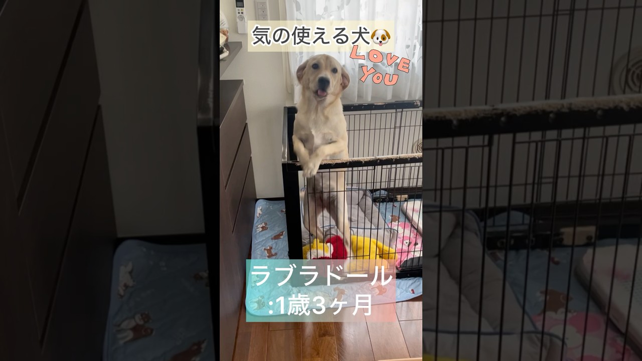 気の使える🐶ただいま👧#ラブラドールレトリバー#dog#イヌ#short #ただいま#嬉しい#かわいい#犬のいる暮らし#日常#おかえり