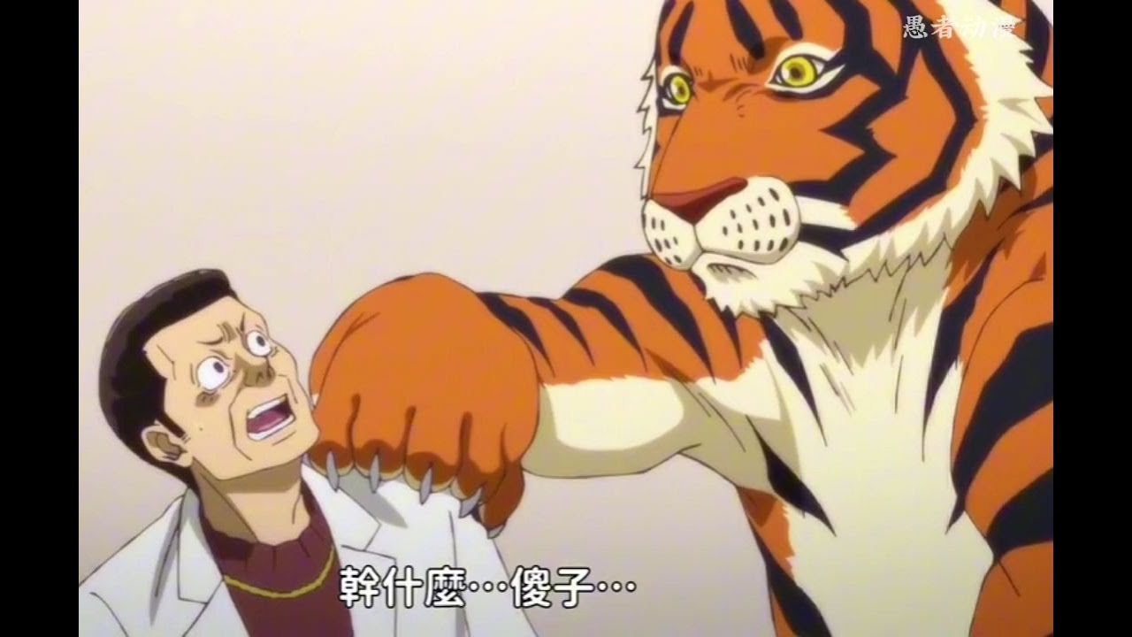 这家面馆的员工竟然是老虎，这样的手擀面你还敢吃吗，一口气看到爽《拉面赤猫》