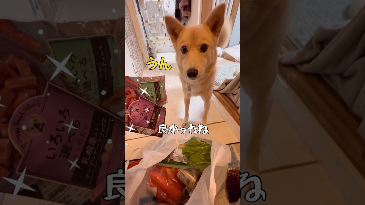 楽しみにしているお土産#おやつ大好き#ただいまとおかえり#雑種#まゆげのある犬#保護犬と暮らす