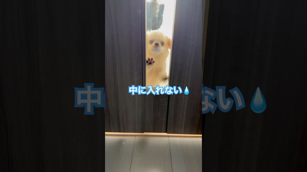 ただいま🐾おかえり🐾　#チワペキ #わんこ #ペキチワ #ミックス犬 #ただいま#おかえり#犬のいる生活 #可愛い犬