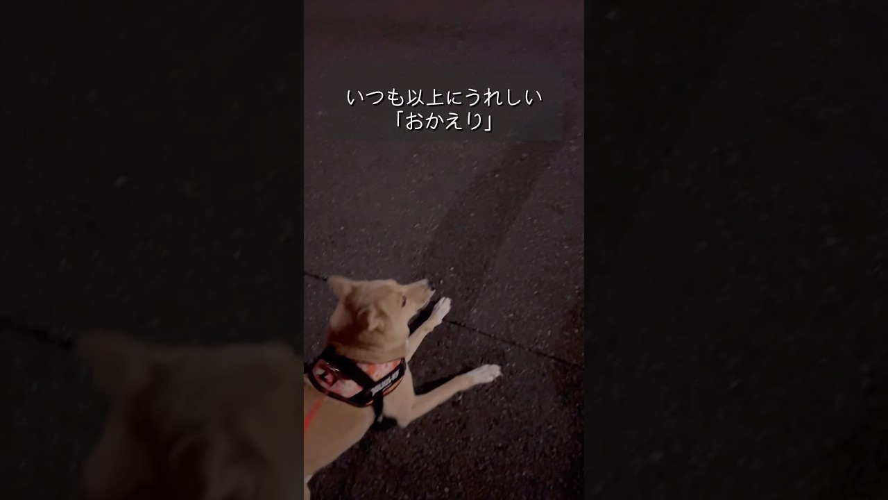 確認したいことがある犬#ただいまとおかえり#夜散歩#雑種#保護犬と暮らす