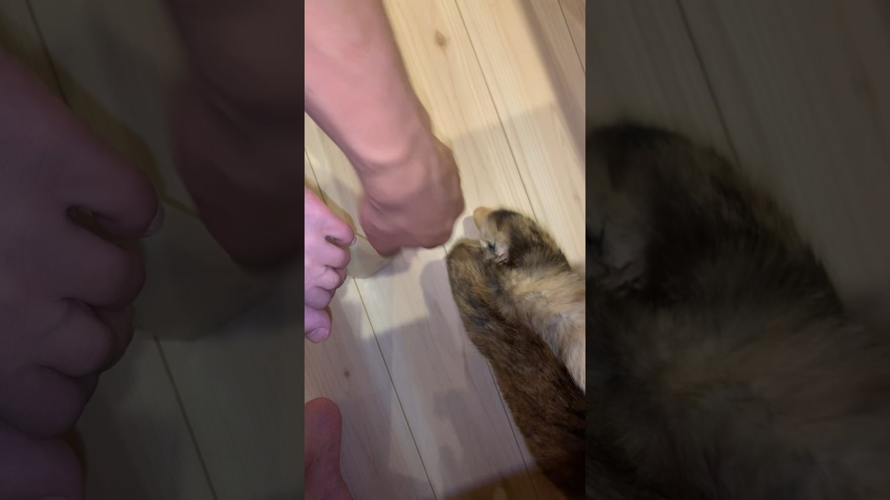 アニメ見てたら邪魔してきた　#変人のサラダボウル　#猫 ＃三毛猫