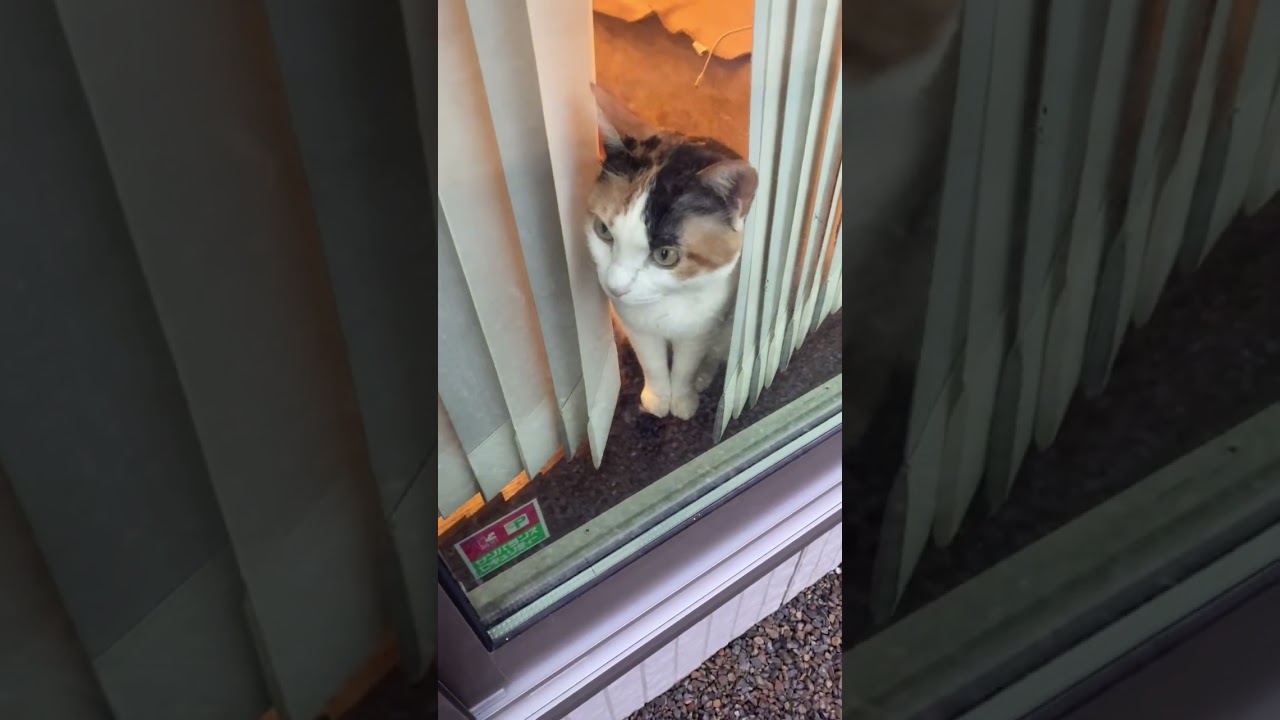 ただいま〜🥰#アメショ#三毛猫#元自然猫#可愛い猫動画