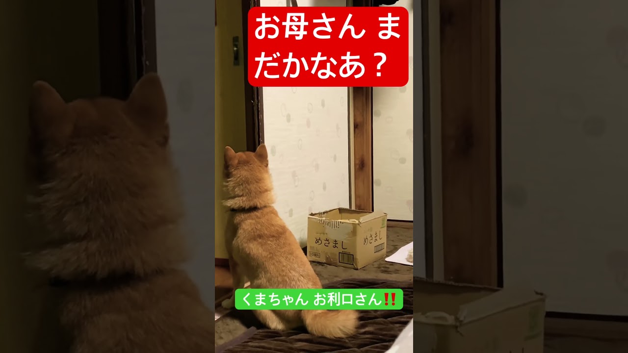 #柴犬 #shorts  お迎え 犬好き ペット