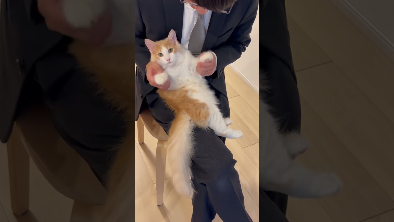 #ノルウェージャンフォレストキャット #しかのこのこのここしたんたん