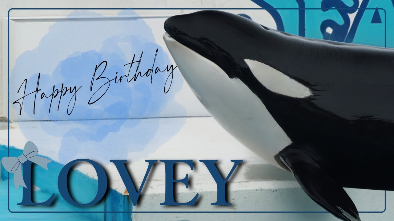 ラビー27歳のお誕生日おめでとう!! / #シャチ #orca  #鴨川シーワールド #kamogawaseaworld
