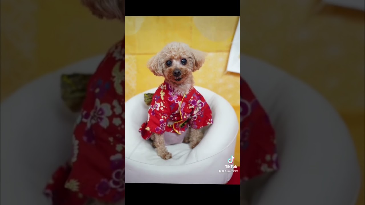 今日の【おかえり】ただいまクッキーさん#トイプードル#かわいい #dog#cute #Hund#süß #कुत्ता#प्यारा #anjing#imut # 개 # 귀여운#おめでとう