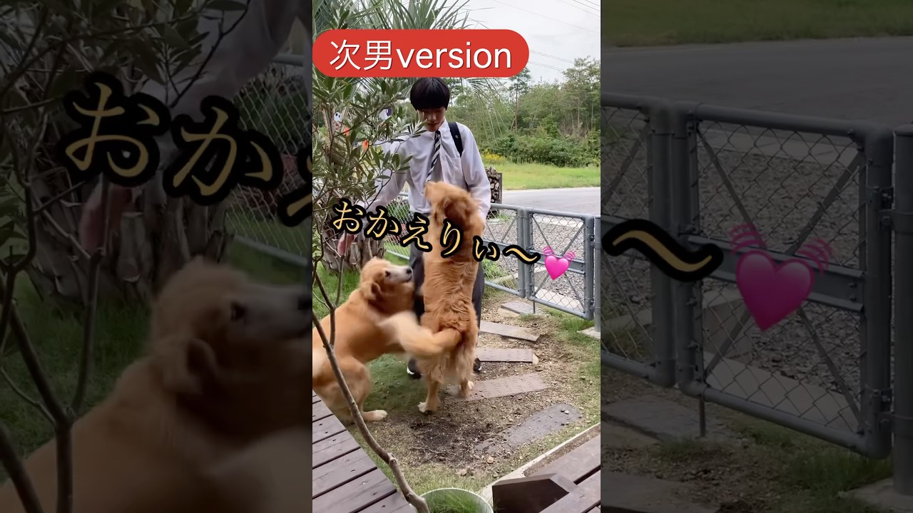 帰宅時のゴールデンレトリバーBOSS&LUNAの反応の比較