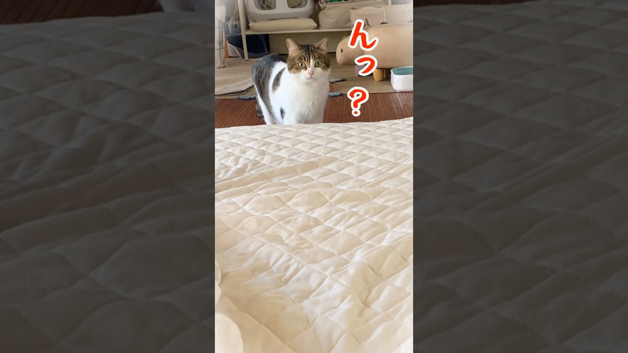 パパだって愛されたいの😭😹　#ねこ #ねこ動画 #愛されたい #ツンデレ