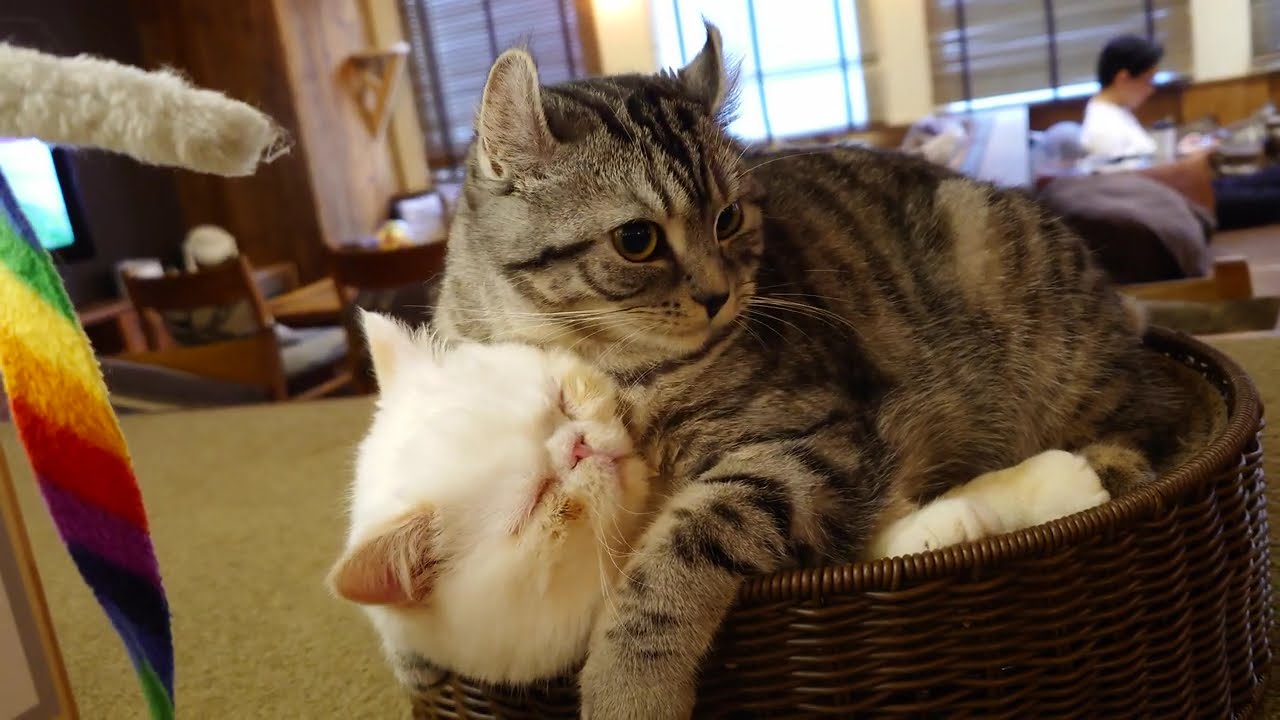 シン·ネコカフェ通信〜第108回「久しぶり!ネコカフェMOCHAラウンジ池袋東口店へ」✱先輩くるりの後輩みるくへの愛しい毛繕いニャ✨✨✨（字幕・BGM付）字幕㏄で観てね。