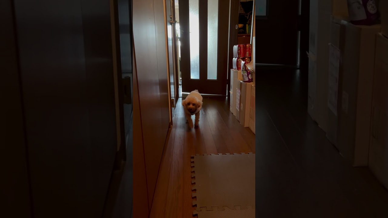 今日の【おかえり】ただいまクッキーさん#トイプードル#かわいい #dog#cute #Hund#süß #कुत्ता#प्यारा #anjing#imut # 개 # 귀여운