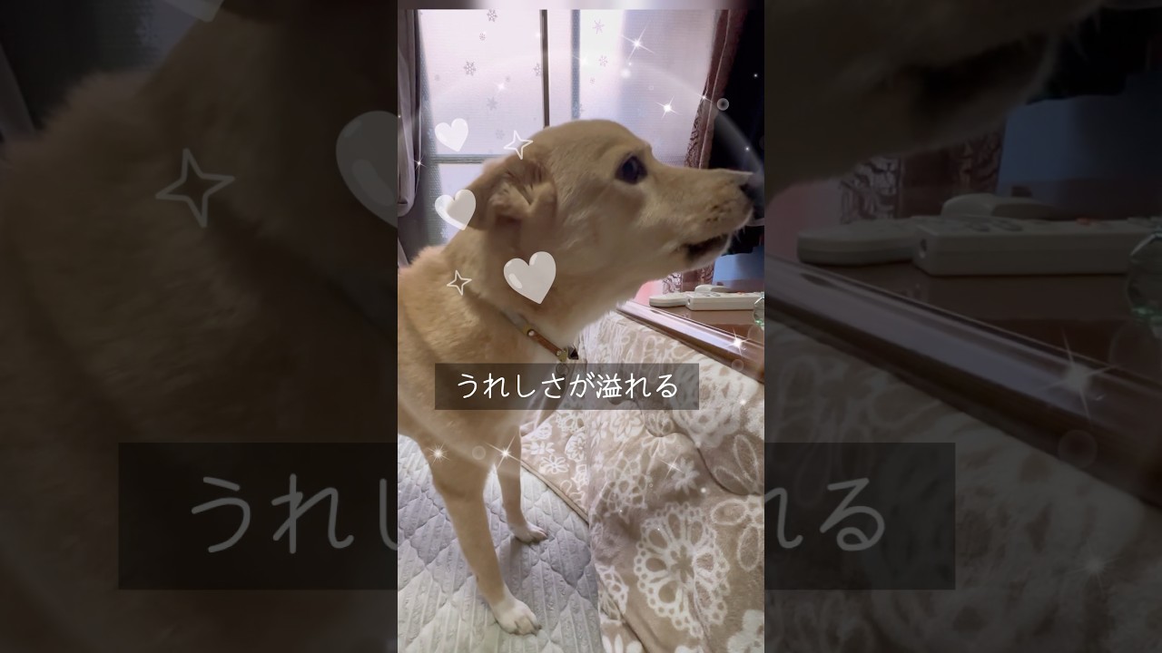 嫌なことがあっても#ただいまとおかえり#大好きな家族#保護犬と暮らす#待っている犬