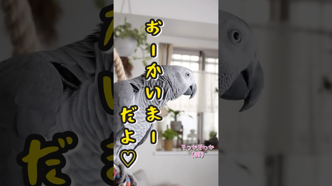 お帰りの挨拶には独自のこだわりがありらしい#shorts #おかえり#ただいま #おかえま#ヨウム #ヨウムのめいちゃん