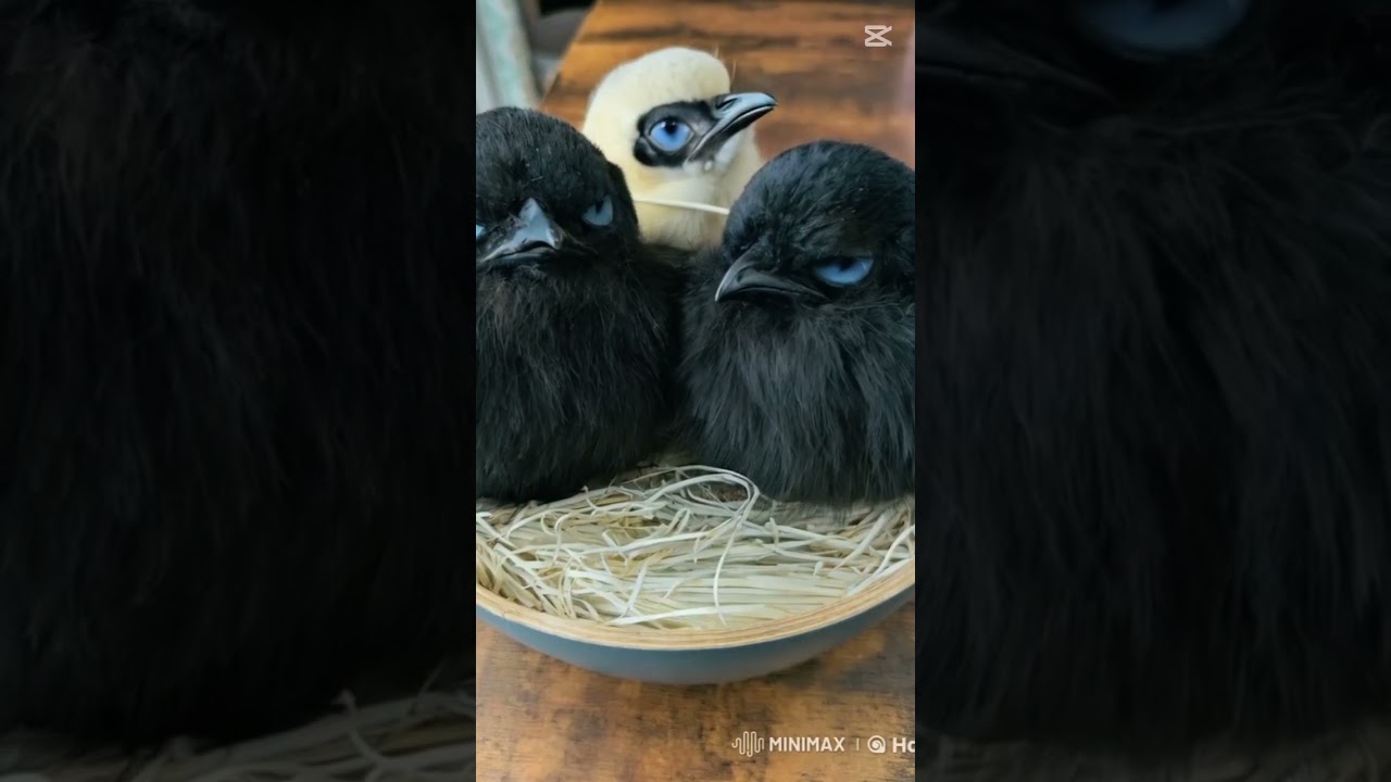 ぬいぐるみをAIに動かしてもらいました🐦‍⬛