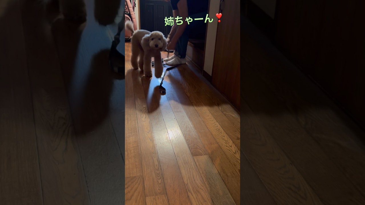 ポロンのただいま、おかえり、いってらっしゃい🐶【トイプードル　ポロンの日常】 #toypoodle #トイプードル #犬のいる暮らし
