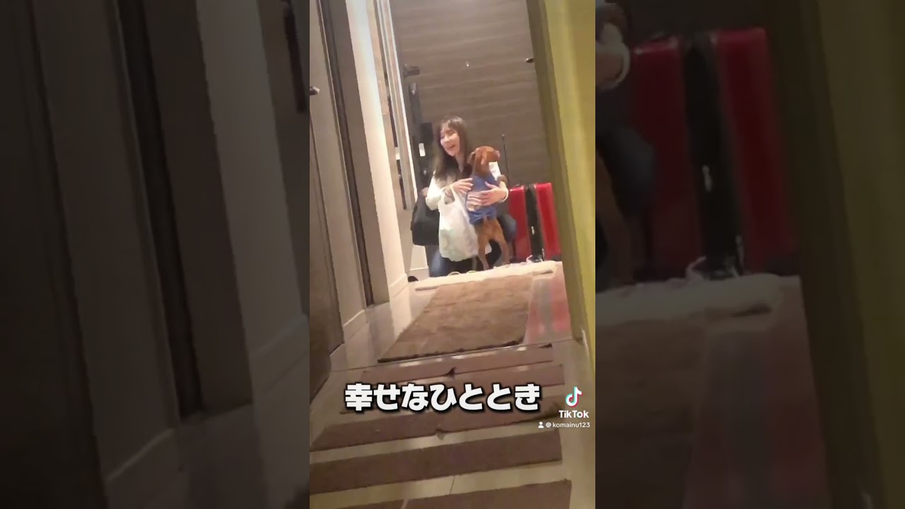 お出迎え #ミニチュアピンシャー #犬のいる生活 #愛犬 #お出迎え#おかえり#ただいま#おもしろ動画