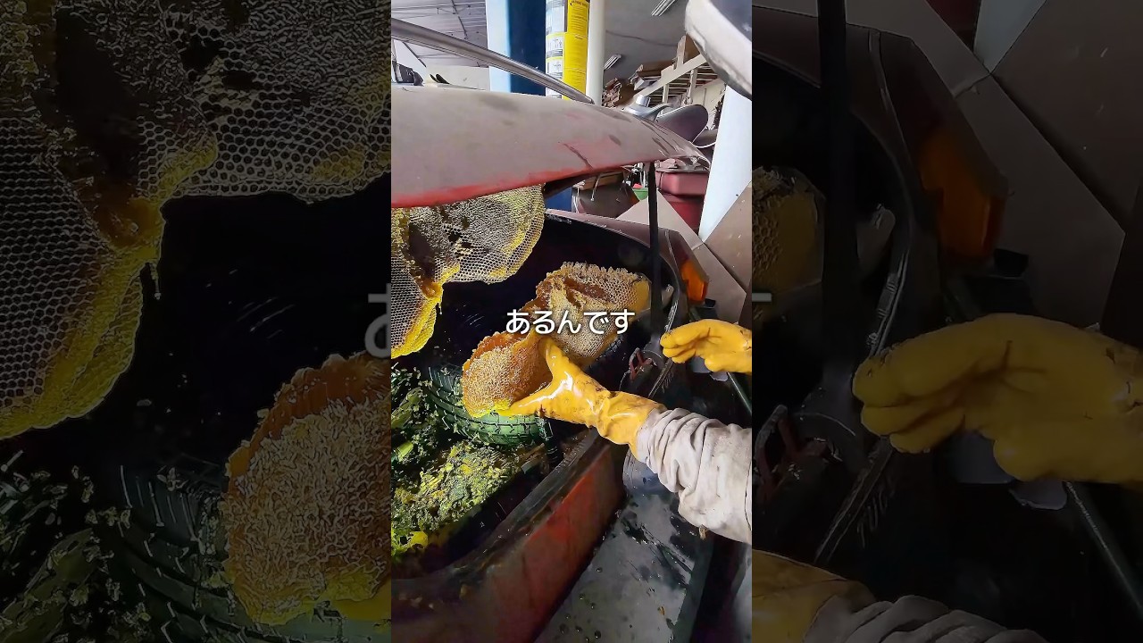 車にハチが集まる理由